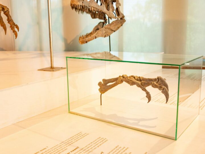 Museo della Storia della Scienza